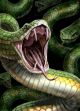 4 Pocket Portfolio Snakes