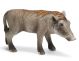SCHLEICH - Wild Life, Warzenschwein Ferkel